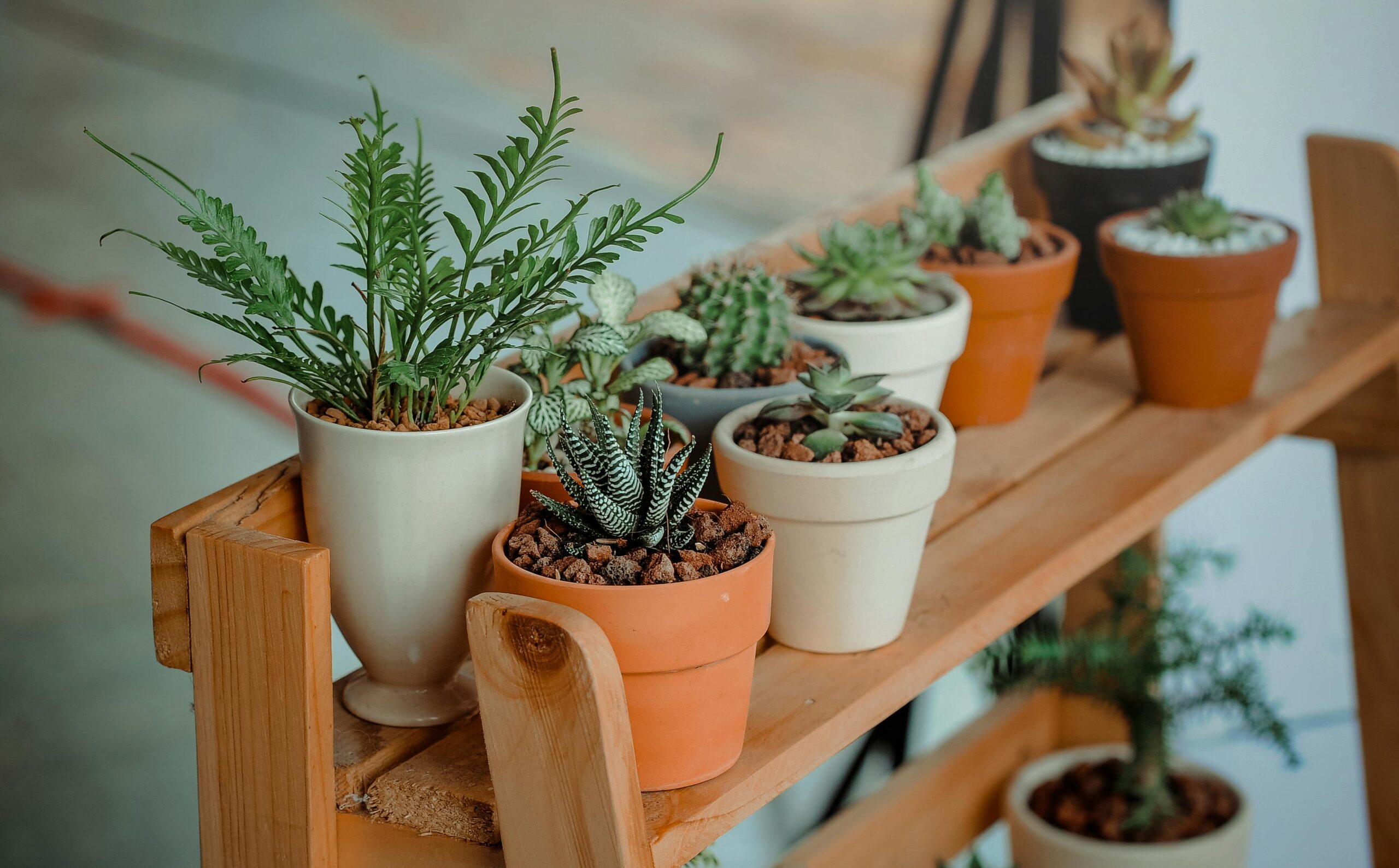 Plantes dépolluantes